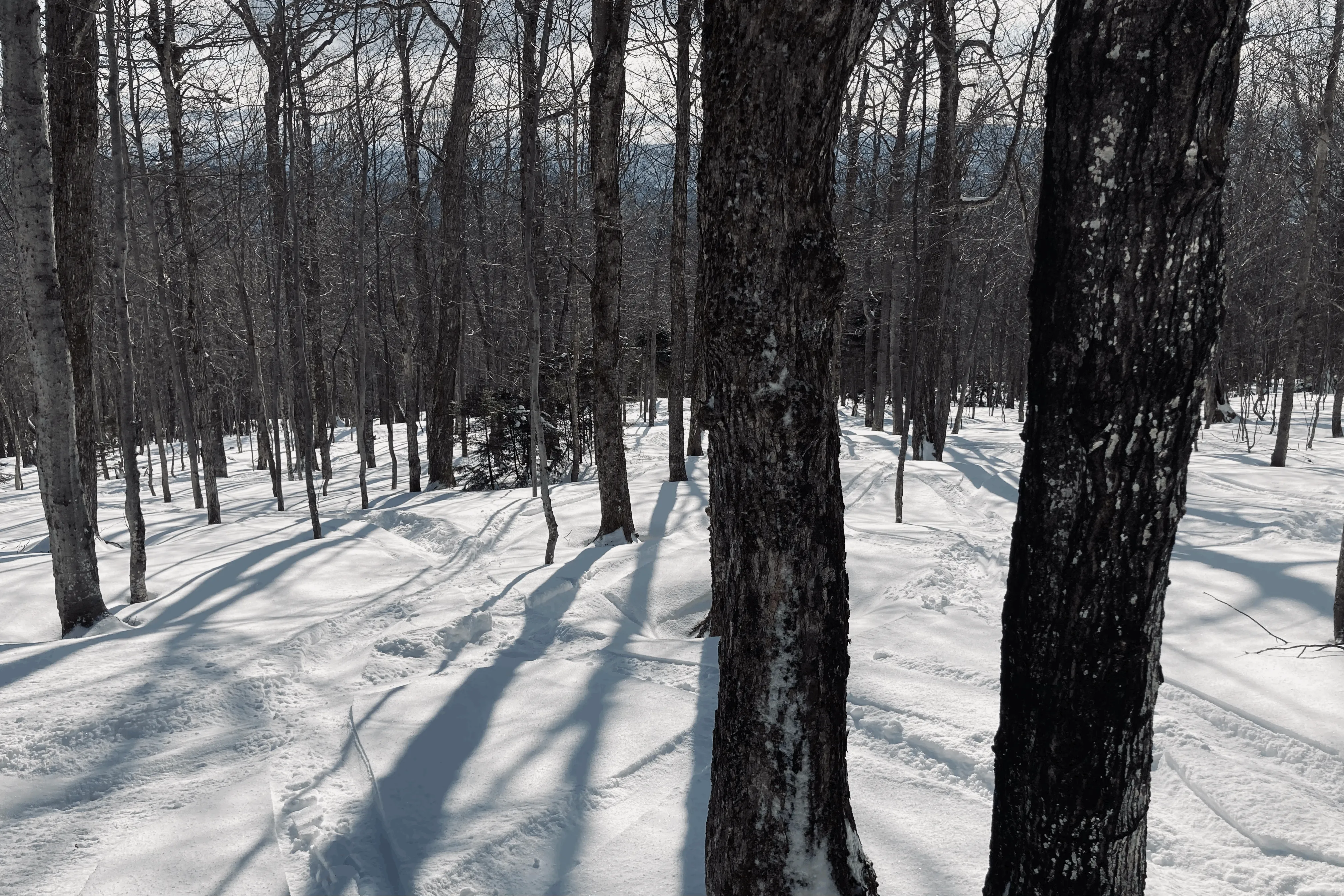 Some good old Vermont hardwood