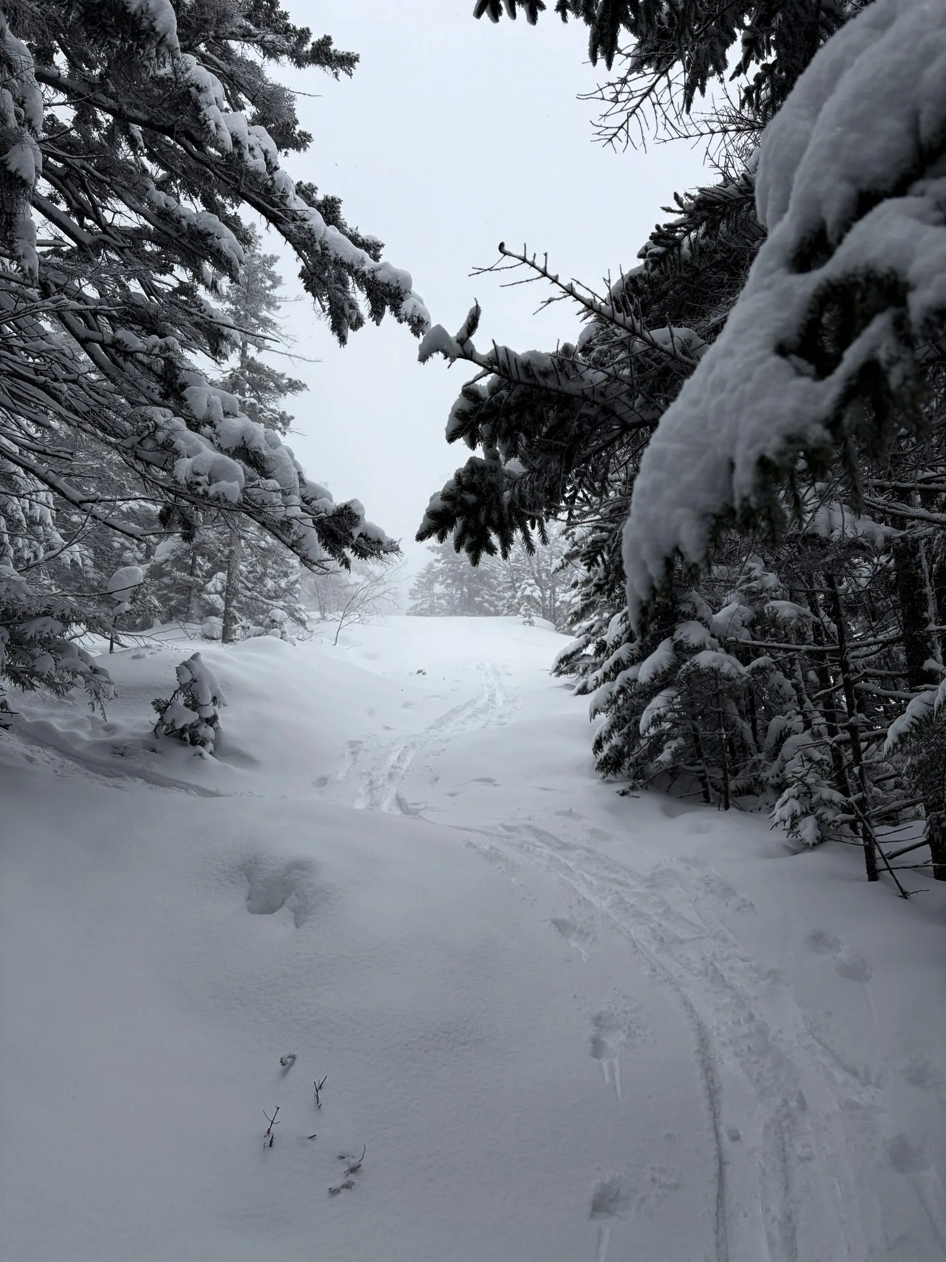 2nd tracks on Mt Cardigan