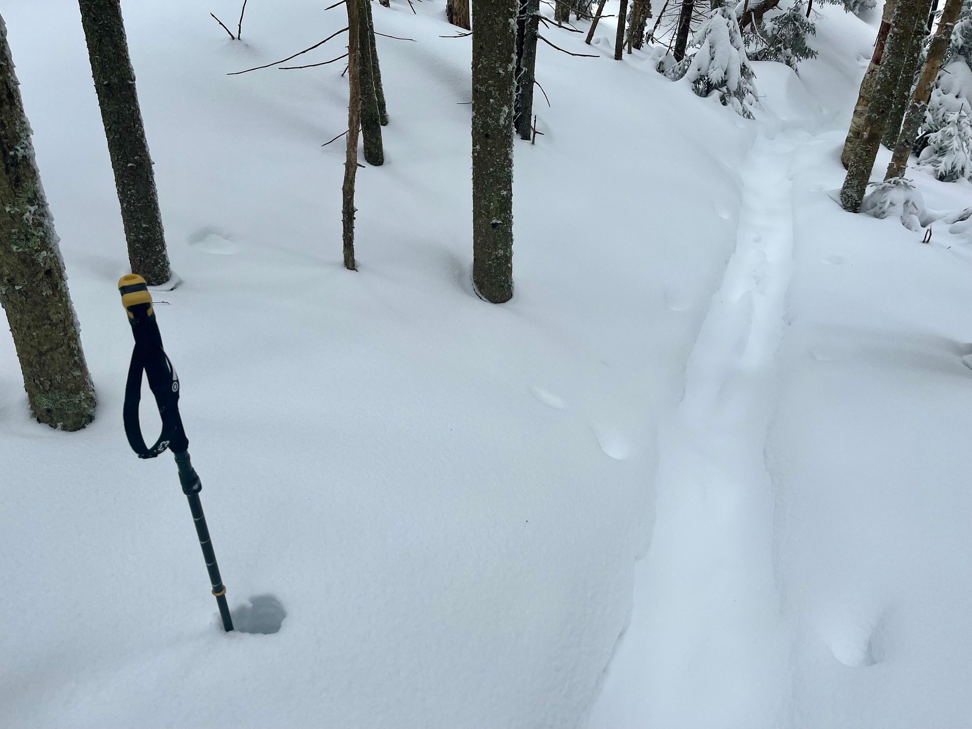 Skintrack on Manning Trail at Mt Cardigan